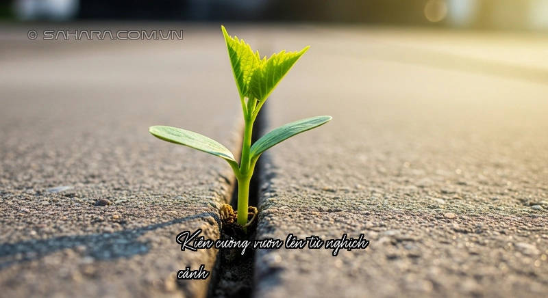 Sức sống mãnh liệt sau thất bại