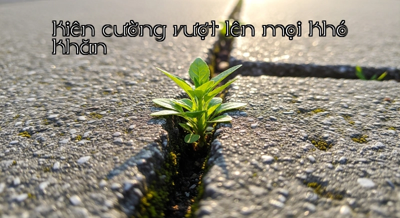 Kiên cường vượt lên mọi khó khăn Hình ảnh cây non vươn lên từ kẽ đá, biểu tượng của sự kiên cường